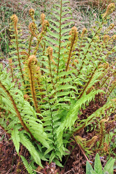 Scaly Male Fern