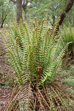 Borrer's Male Fern