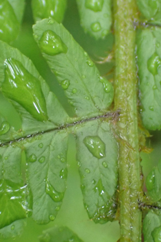 Hybrid Male Fern