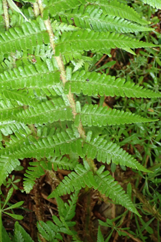 Hybrid Male Fern