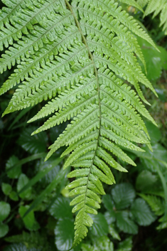 Hybrid Male Fern