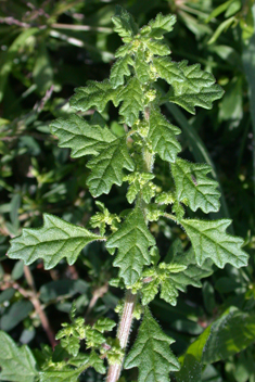 Sticky Goosefoot