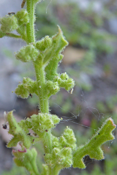 Sticky Goosefoot