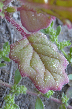 Sticky Goosefoot