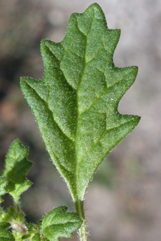 Sticky Goosefoot