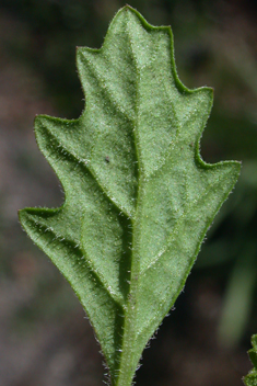 Sticky Goosefoot