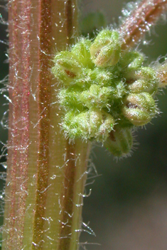 Sticky Goosefoot