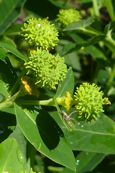 Irish Spurge