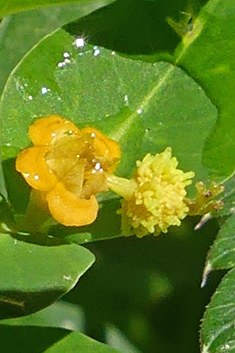 Irish Spurge