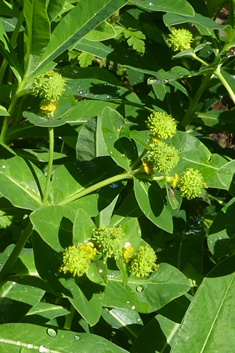 Irish Spurge