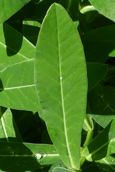 Irish Spurge