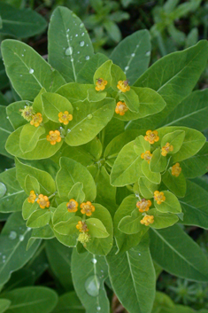 Irish Spurge