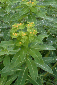 Irish Spurge