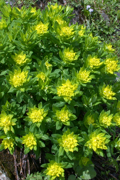 Irish Spurge