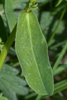 Irish Spurge