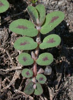 Spotted Spurge