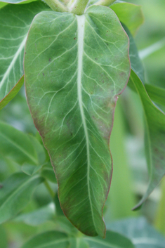 Balkan Spurge