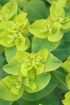 Balkan Spurge