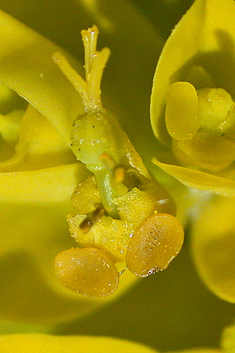 Balkan Spurge