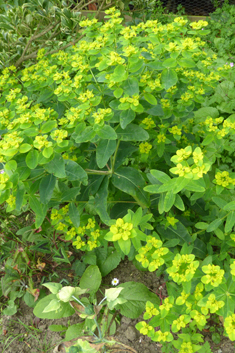 Balkan Spurge