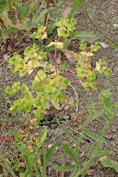 Broad-leaved Spurge