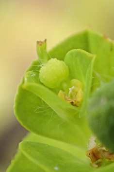 Broad-leaved Spurge