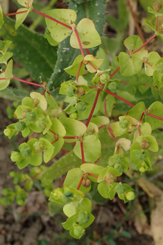 Broad-leaved Spurge