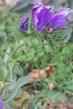 Echium 'Blue Bedder'