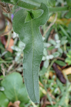 Echium 'Blue Bedder'