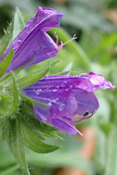 Echium 'Blue Bedder'
