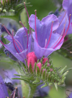 Common Viper's-bugloss