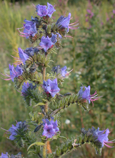 Common Viper's-bugloss