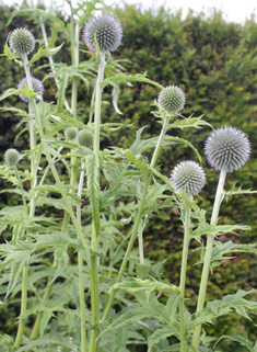 Blue Globe-thistle