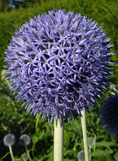 Blue Globe-thistle