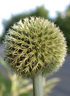 Common Globe-thistle