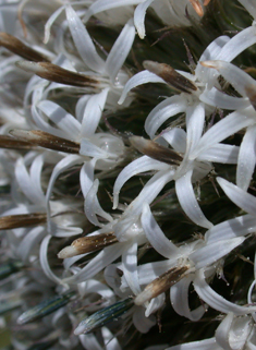 Common Globe-thistle