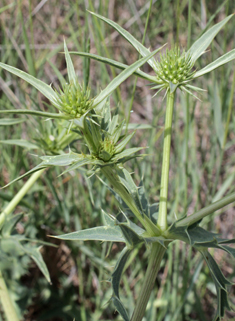 Field Eryngo