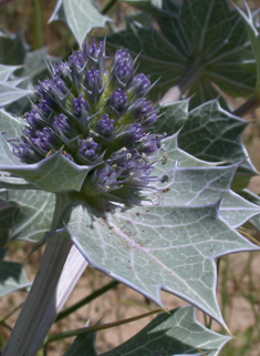 Sea-holly