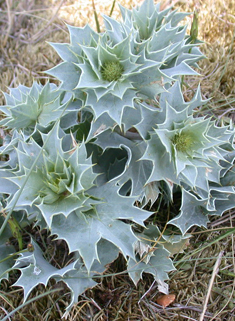 Sea-holly