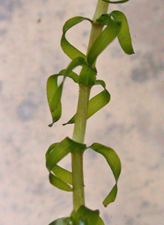 Nuttall's Waterweed