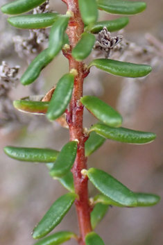 Common Crowberry