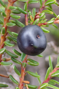 Common Crowberry