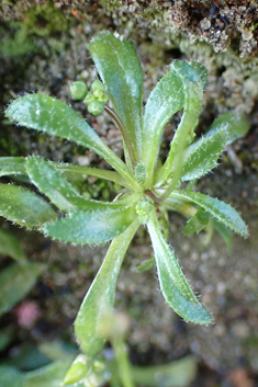 Glabrous Whitlowgrass