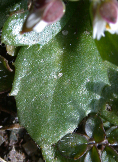 Glabrous Whitlowgrass