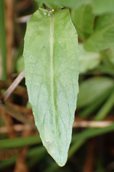Short-fruited Willowherb