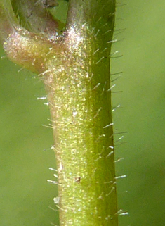 Hybrid Willowherb