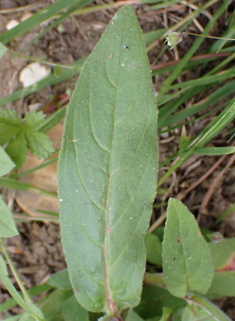 Hybrid Willowherb