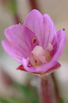 Hybrid Willowherb