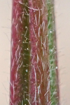 Hybrid Willowherb