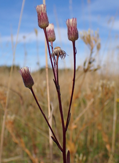 Blue Fleabane